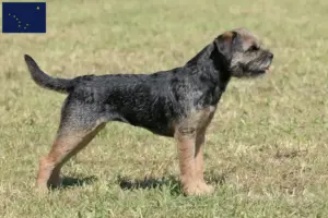 Read more about the article Border Terrier breeders and puppies in Alaska
