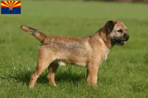 Read more about the article Border Terrier Breeders and Puppies in Arizona