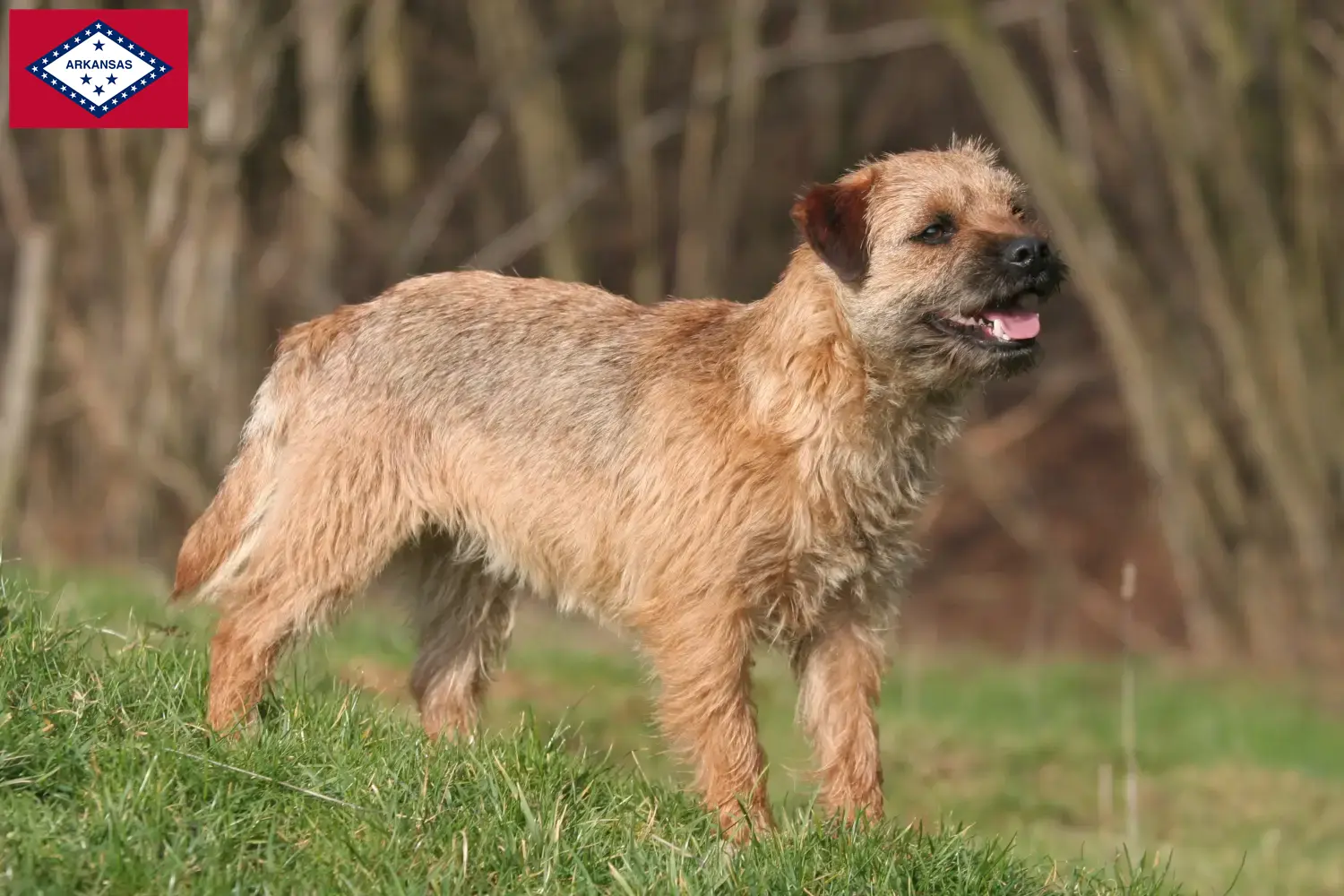 Border Terrier puppies and breeders Arkansas Find Border Terrier breeders in Arkansas.