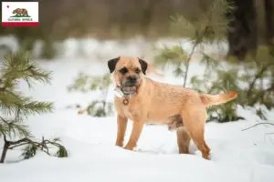 Read more about the article Border Terrier breeders and puppies in California