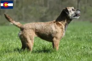 Read more about the article Border Terrier Breeders and Puppies in Colorado