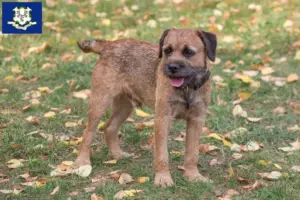 Read more about the article Border Terrier breeders and puppies in Connecticut