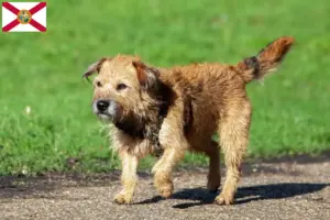 Read more about the article Border Terrier breeders and puppies in Florida