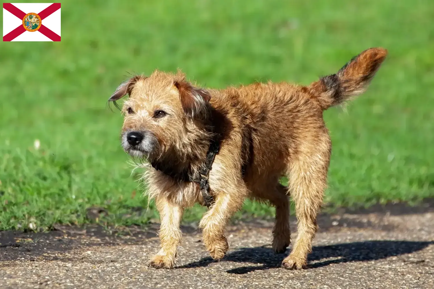 Border Terrier puppies and breeders Florida Find Border Terrier breeders in Florida.