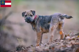 Read more about the article Border Terrier breeders and puppies in Georgia