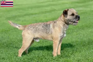 Read more about the article Border Terrier Breeders and Puppies in Hawaii