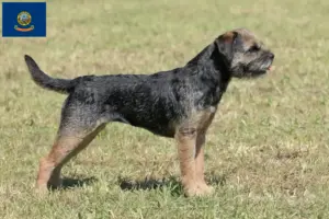 Read more about the article Border Terrier breeders and puppies in Idaho