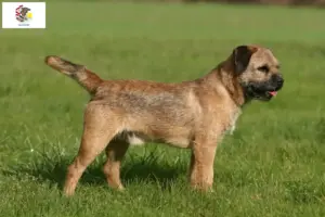 Read more about the article Border Terrier breeders and puppies in Illinois