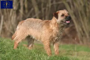 Read more about the article Border Terrier breeders and puppies in Indiana
