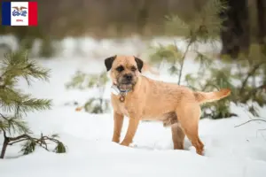 Read more about the article Border Terrier Breeders and Puppies in Iowa