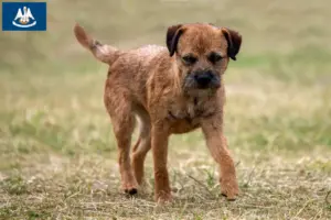 Read more about the article Border Terrier breeders and puppies in Louisiana