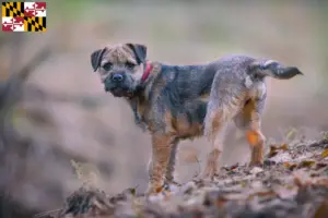 Read more about the article Border Terrier breeders and puppies in Maryland