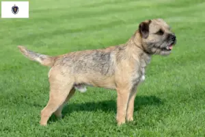 Read more about the article Border Terrier Breeders and Puppies in Massachusetts