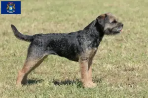 Read more about the article Border Terrier breeders and puppies in Michigan