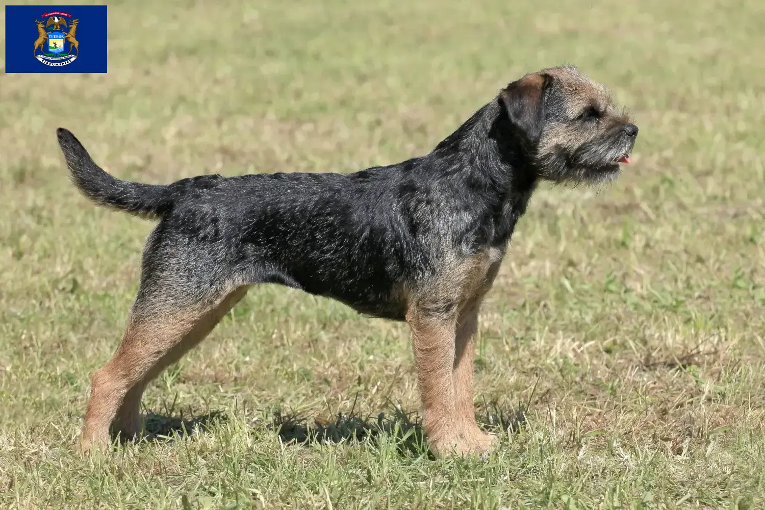 Border Terrier puppies and breeders Michigan Find Border Terrier breeders in Michigan.