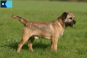 Read more about the article Border Terrier Breeders and Puppies in Minnesota