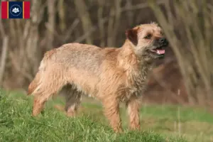Read more about the article Border Terrier Breeders and Puppies in Mississippi