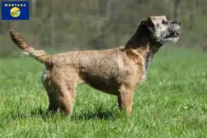Read more about the article Border Terrier breeders and puppies in Montana