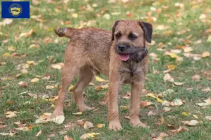 Read more about the article Border Terrier Breeders and Puppies in Nebraska