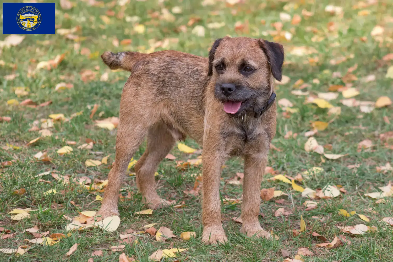 Border Terrier puppies and breeders Nebraska Find Border Terrier breeders in Nebraska.