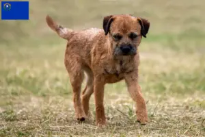 Read more about the article Border Terrier breeders and puppies in Nevada