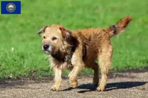 Read more about the article Border Terrier Breeders and Puppies in New Hampshire