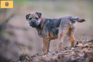 Read more about the article Border Terrier Breeders and Puppies in New Jersey