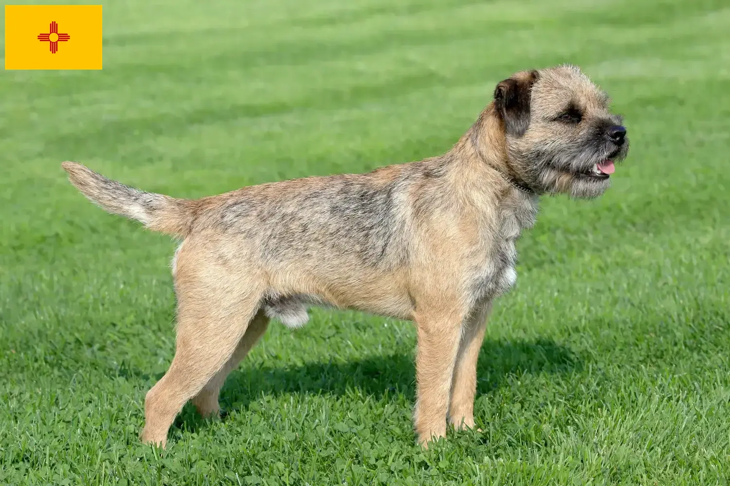 Border Terrier puppies and breeders New Mexico Find Border Terrier breeders in New Mexico.