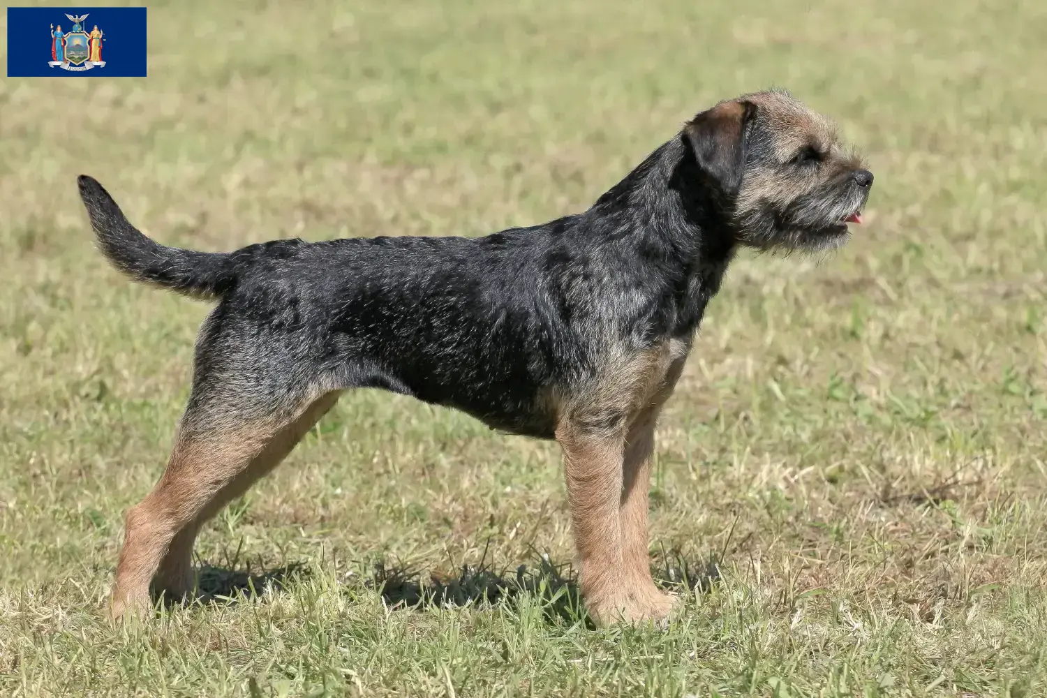 Border Terrier puppies and breeders New York Find Border Terrier breeders in New York here.
