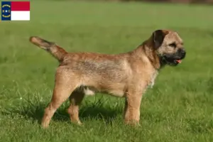 Read more about the article Border Terrier Breeders and Puppies in North Carolina