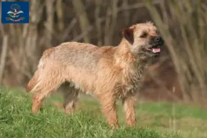 Read more about the article Border Terrier Breeders and Puppies in North Dakota