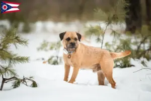 Read more about the article Border Terrier breeders and puppies in Ohio