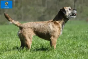 Read more about the article Border Terrier Breeders and Puppies in Oklahoma