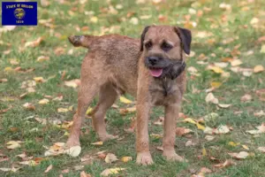 Read more about the article Border Terrier breeders and puppies in Oregon