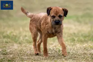 Read more about the article Border Terrier Breeders and Puppies in Pennsylvania