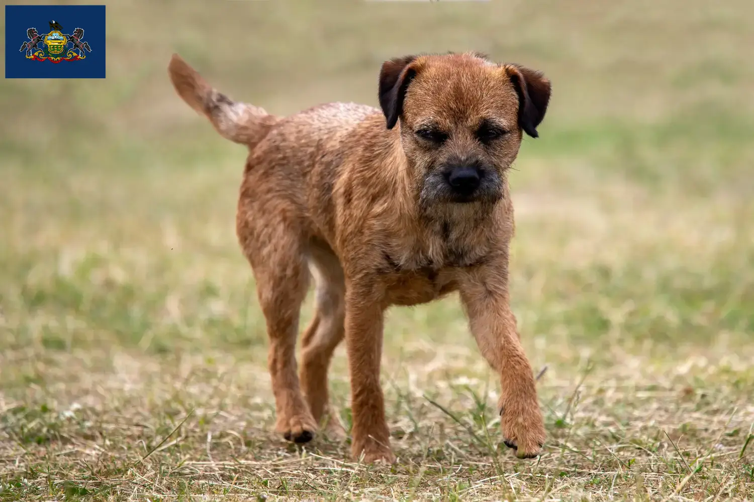 Border Terrier puppies and breeders Pennsylvania Find Border Terrier breeders in Pennsylvania.