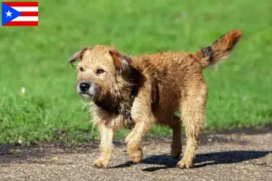 Read more about the article Border Terrier breeders and puppies in Puerto Rico