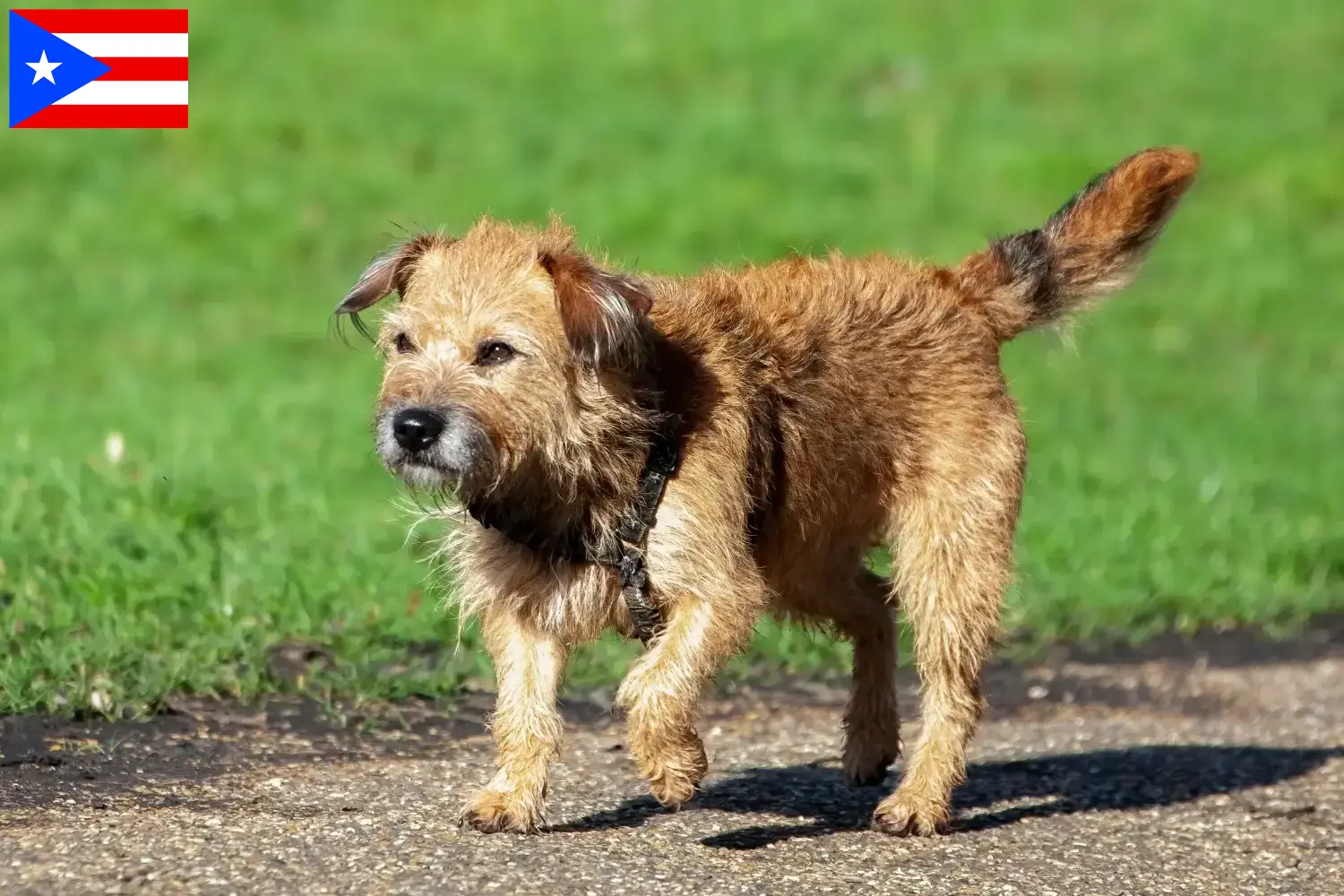 Border Terrier puppies and breeders Puerto Rico Find Border Terrier breeders in Puerto Rico.
