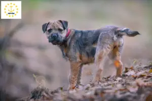 Read more about the article Border Terrier Breeders and Puppies in Rhode Island