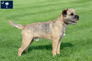 Read more about the article Border Terrier Breeders and Puppies in South Carolina