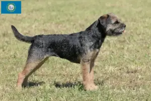 Read more about the article Border Terrier Breeders and Puppies in South Dakota