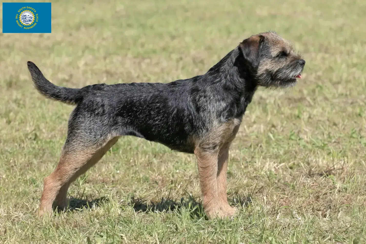 Border Terrier puppies and breeders South Dakota Find Border Terrier breeders in South Dakota.