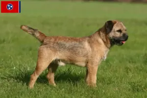 Read more about the article Border Terrier breeders and puppies in Tennessee