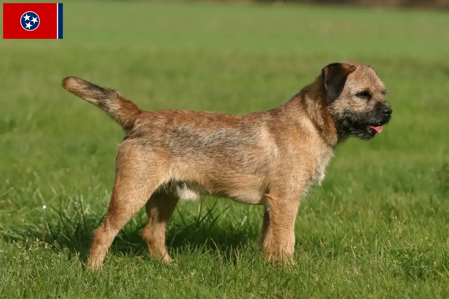 Border Terrier puppies and breeders Tennessee Find Border Terrier breeders in Tennessee.