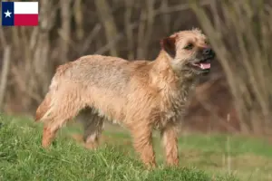 Read more about the article Border Terrier breeders and puppies in Texas