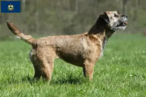 Read more about the article Border Terrier breeders and puppies in Vermont