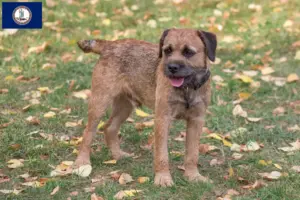 Read more about the article Border Terrier breeders and puppies in Virginia