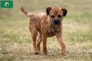 Read more about the article Border Terrier breeders and puppies in Washington