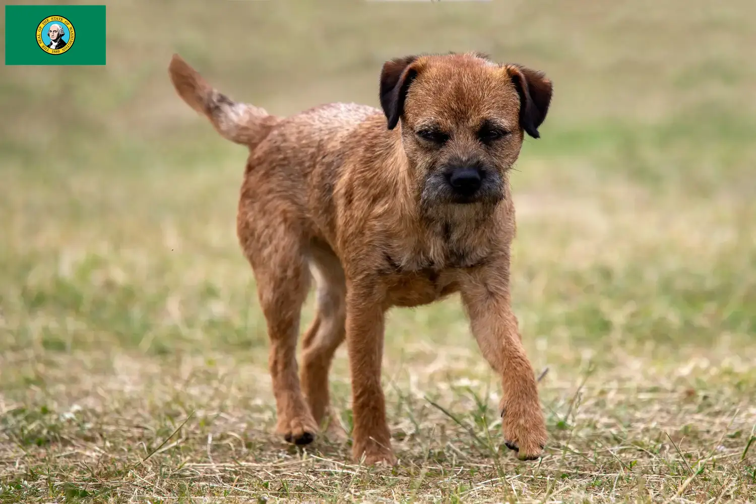 Border Terrier puppies and breeders Washington Find Border Terrier breeders in Washington here.