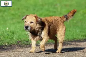 Read more about the article Border Terrier Breeders and Puppies in West Virginia